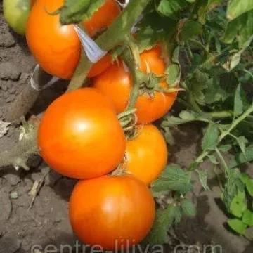RYZHIK