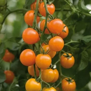Синдел F1