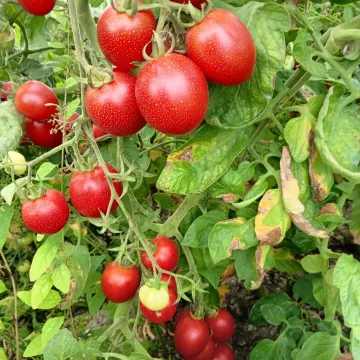 Сладкие Сердечки