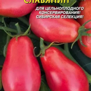 Славянин