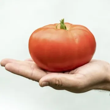 Славянский Шедевр