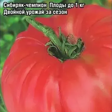 Спецназ