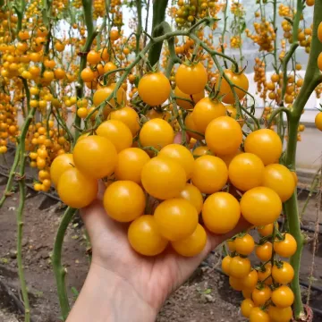 Star Gold
