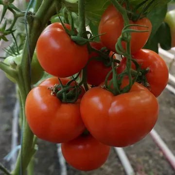 Т 97082 F1
