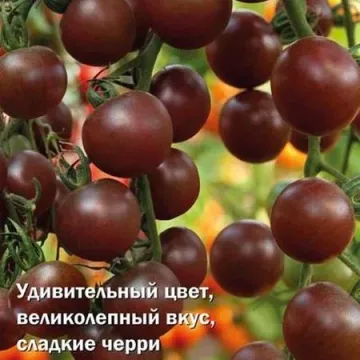Темрюк
