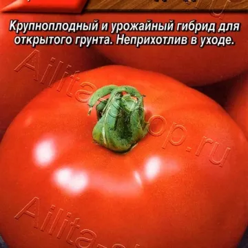 ТРИ Ведмеді