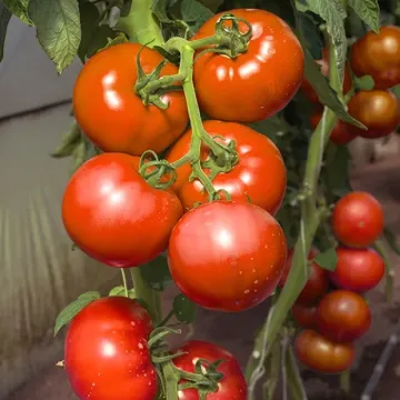 Vasanta
