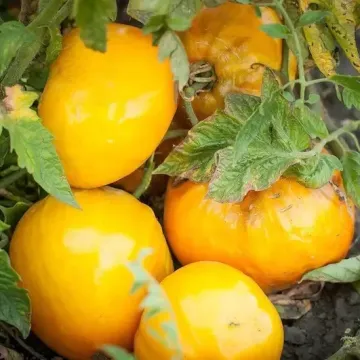 Вкусника