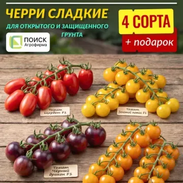 Волшебная Арфа