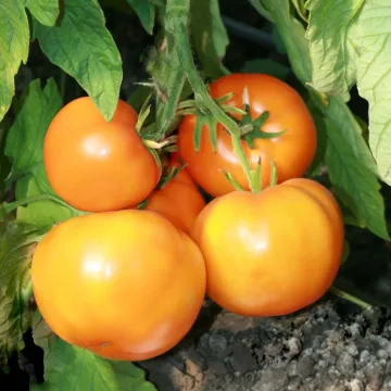 Золотой Мужичок