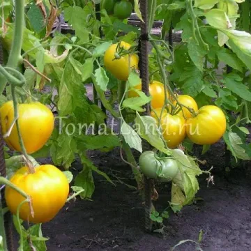 Золотые Купола