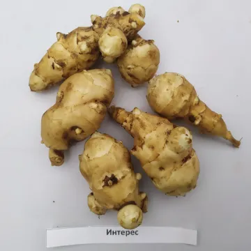 Интерес
