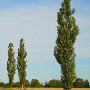 Белар