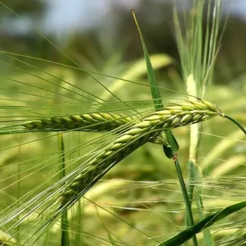 Гусар харьковский