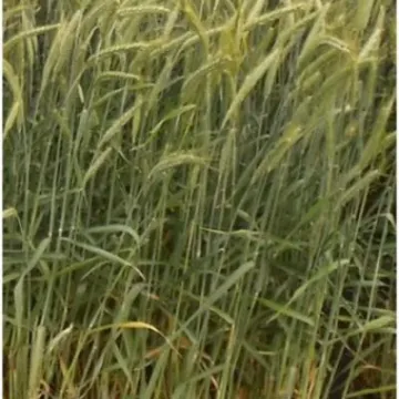 Ратне