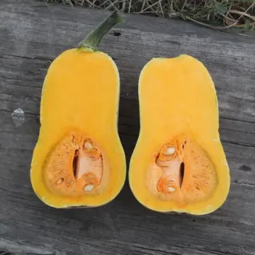 Бертон
