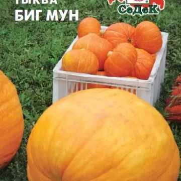 БІГ МУН