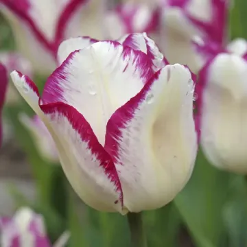 Аффаир