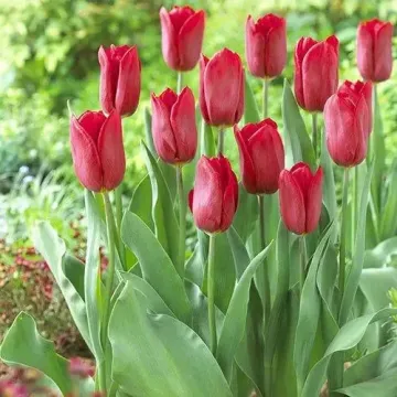 Эприл Лав