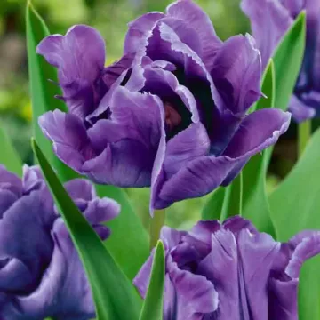 Блу Паррот