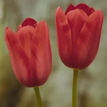 Кашмір