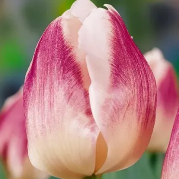 Фортуна