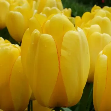 Golden Melody