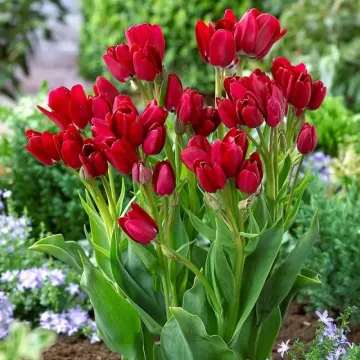 Red Bouquet