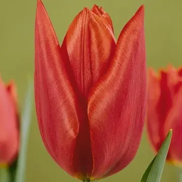 Саваннаh