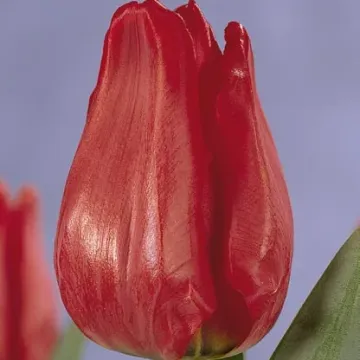 Симпатія