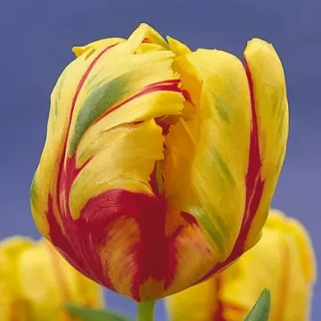 Тэxас Фламэ