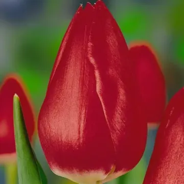 Тхе Куре