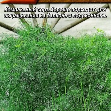 Карлуша