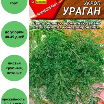 Буревій