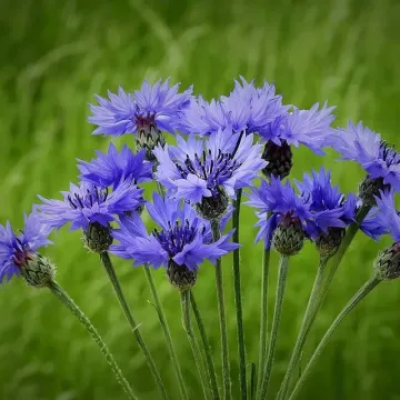 Грек