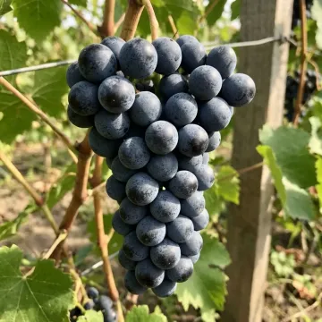 Агат Донской