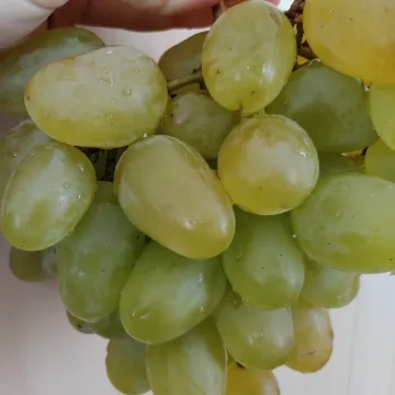 Хризолит
