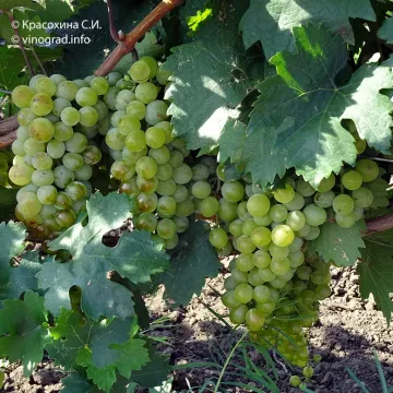 Кавказький Ранній
