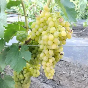 Коринка Російська