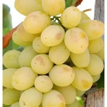 Лора
