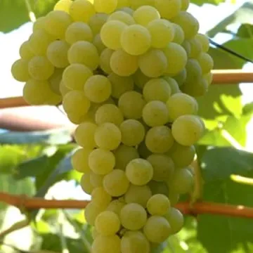 Мисгюли Кара