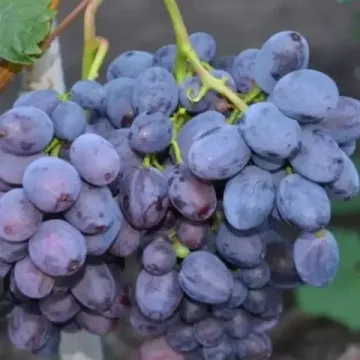 Сале Аганын Кара