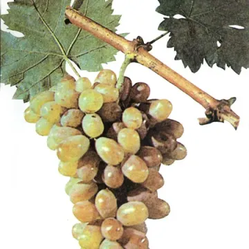 Везне