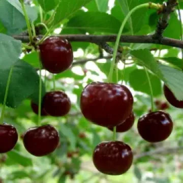 Долгожданная