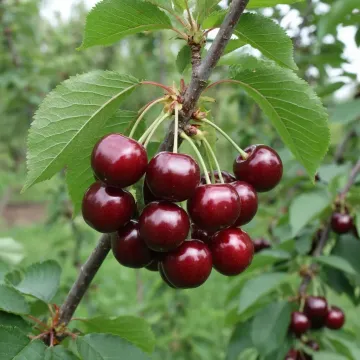 Казачка