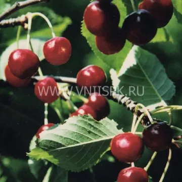 Краса Жукова