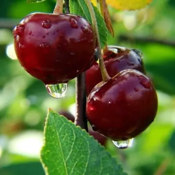 Ксения