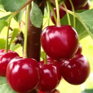 Кубанская