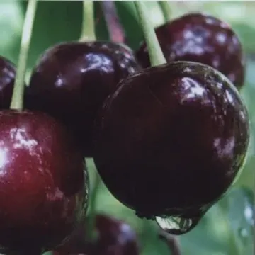 Лезгинка
