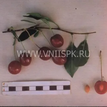 Низкорослая
